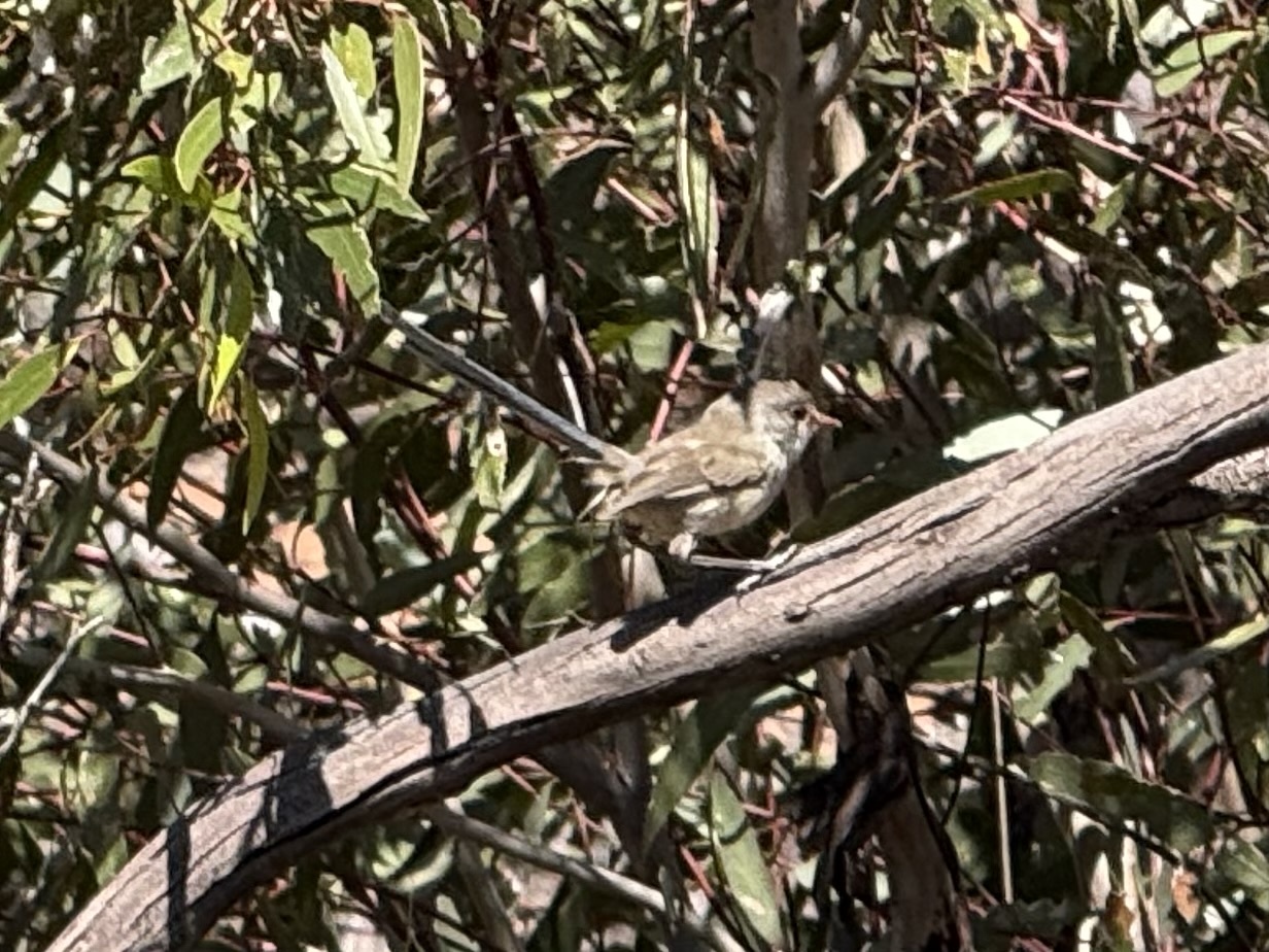 Blue-breasted Fairywren (Malurus pulcherrimus), photo 3