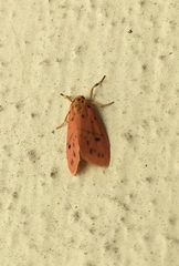 Miltochrista arcuata