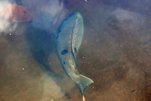 Barcoo grunter (Scortum barcoo) — Terapontidae — 3