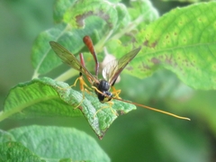 Therion circumflexum