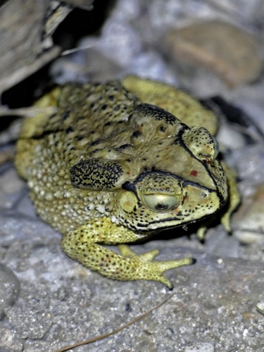 Duttaphrynus melanostictus