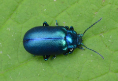 Oreina cacaliae