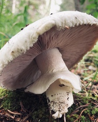 Agaricus julius