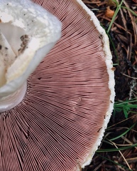 Agaricus julius