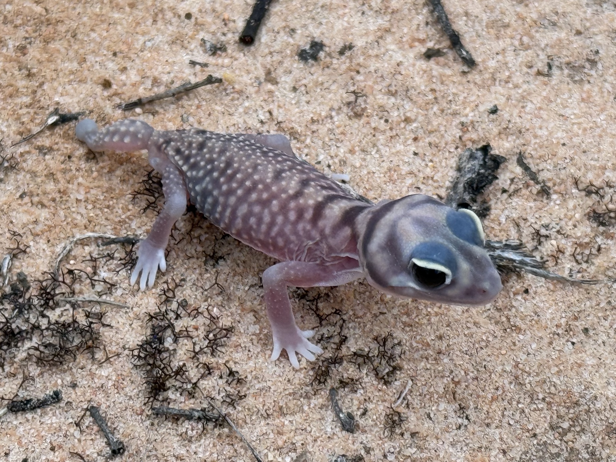 Southern Knob-tailed Gecko, Nephrurus stellatus