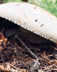 Agaricus julius