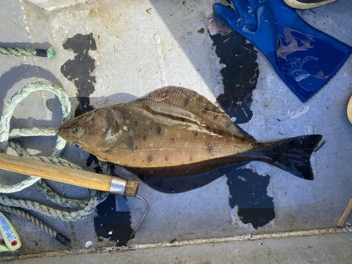 Arrowtooth flounder (Atheresthes stomias) — Pleuronectidae — 3