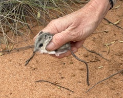 Sandhill Dunnart photo 3