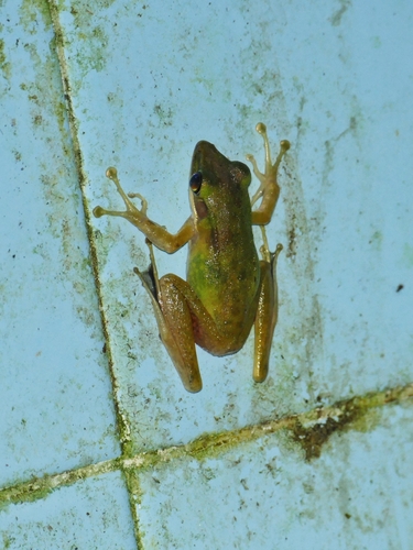 Chalcorana parvaccola