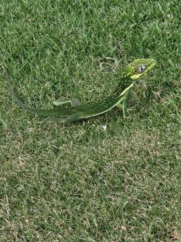 Anolis equestris observed 2025-01-08