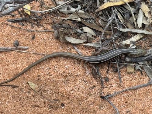 Southern Mallee Ctenotus, Ctenotus atlas
