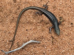 Southern Mallee Ctenotus photo 3