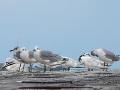 Leucophaeus atricilla