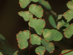 Adiantum tricholepis