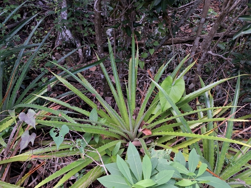 Foto de Caraguatá