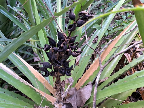 Foto de Caraguatá