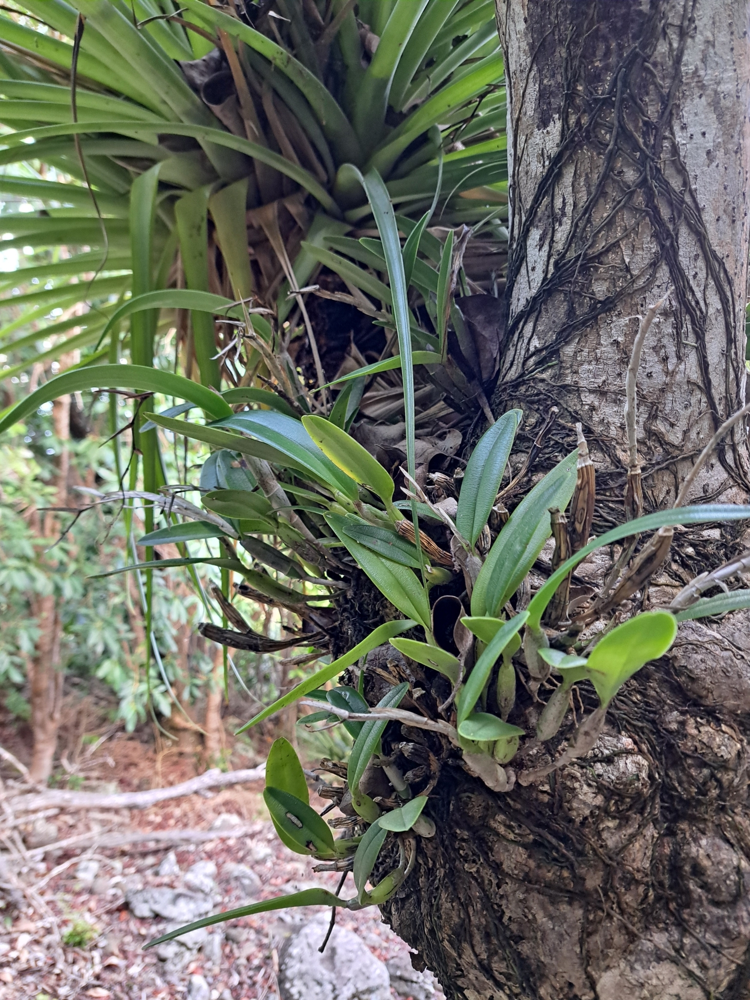 Imagem de Orquídea Chuva de Ouro