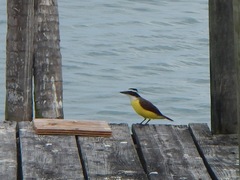 Pitangus sulphuratus