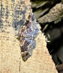 Xanthorhoe ferrugata