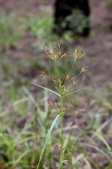 Rhynchospora corniculata