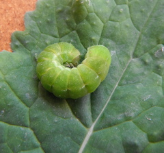 Phlogophora