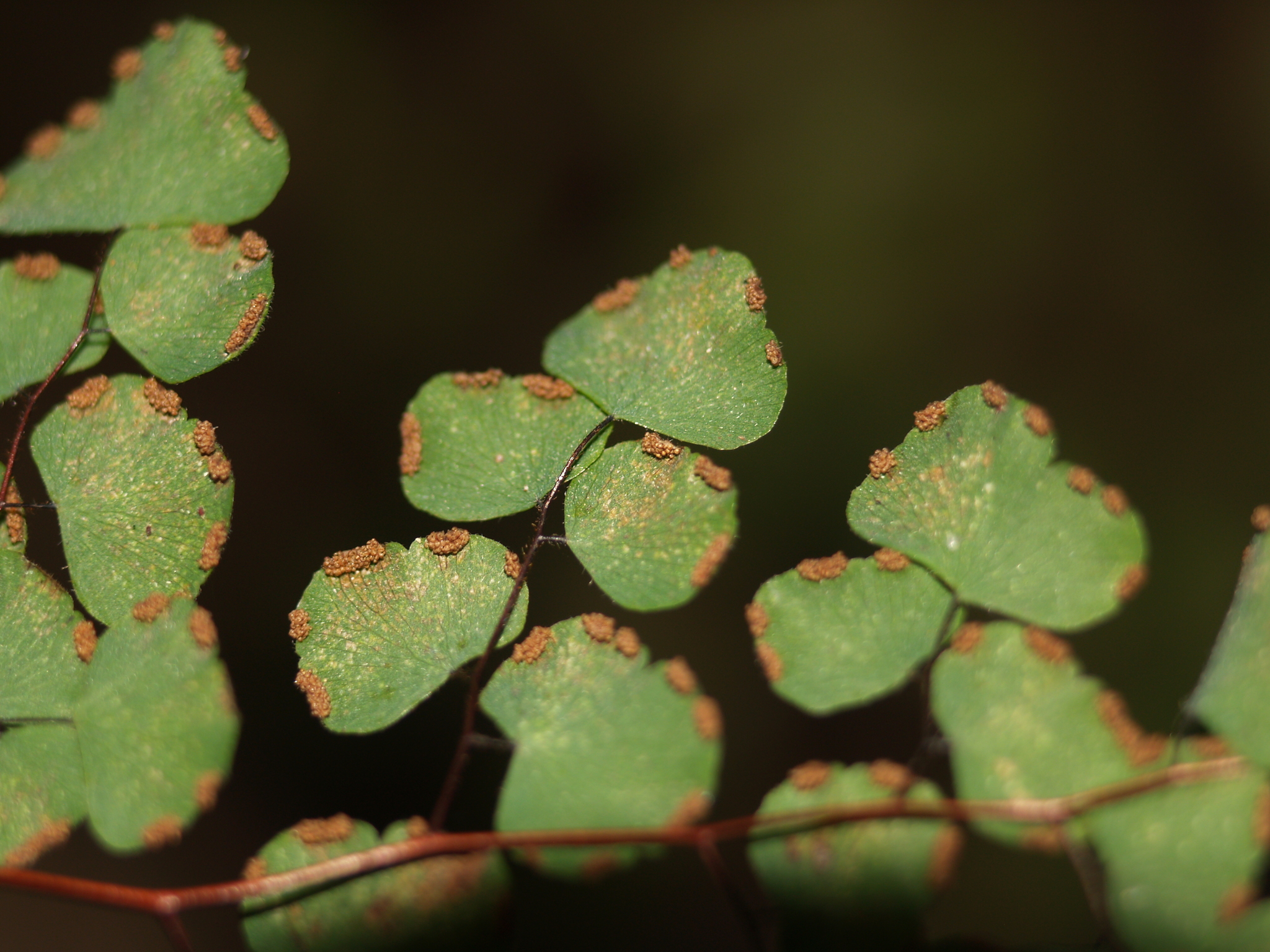 Adiantum tricholepis