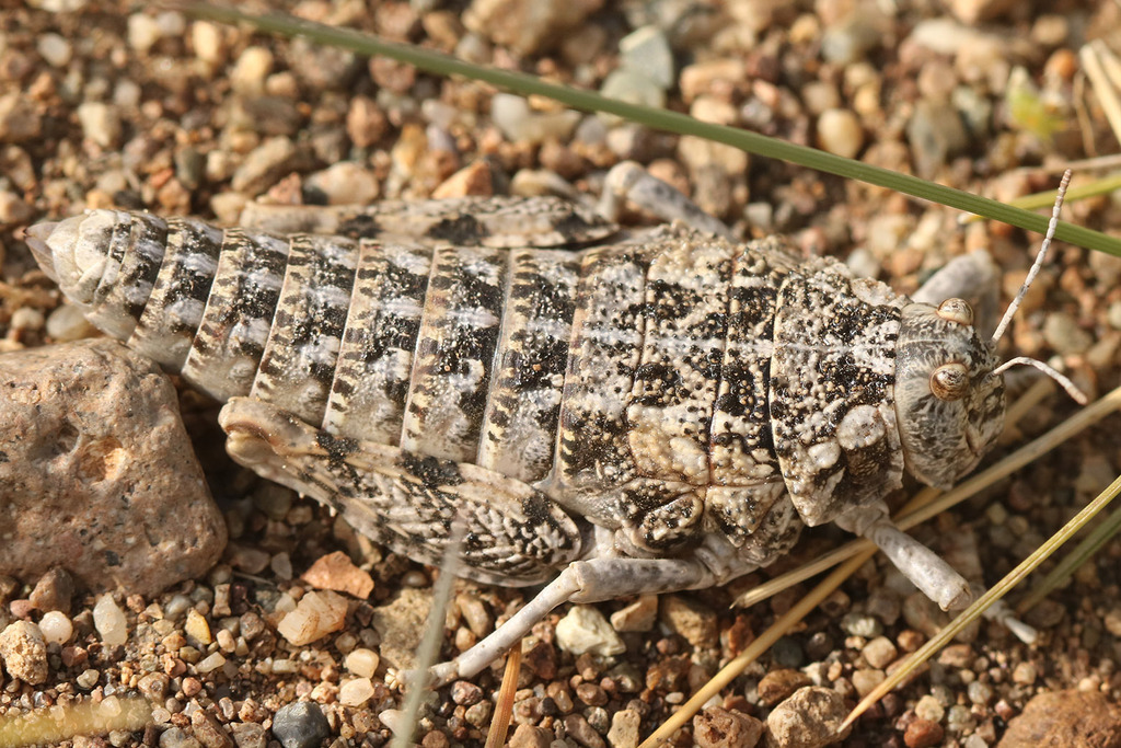 Bufonacris bruchii