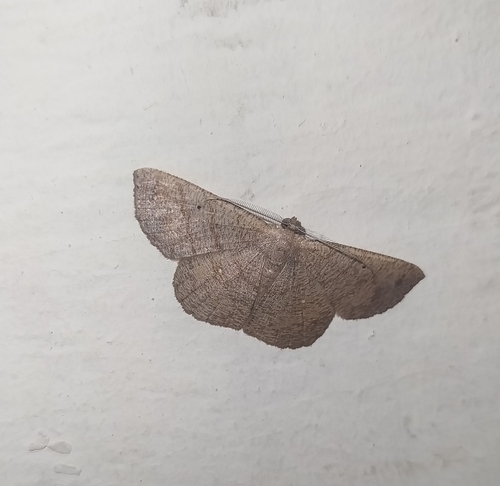 Parilexia proditata