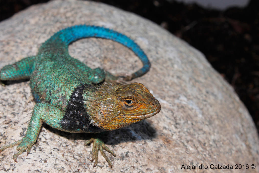 Stejneger's Blackcollar Spiny Lizard