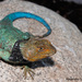 Stejneger's Blackcollar Spiny Lizard - Photo (c) Alejandro Calzada, some rights reserved (CC BY-NC), uploaded by Alejandro Calzada