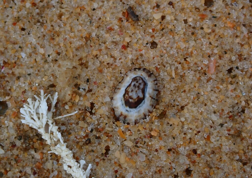 Pied limpet from Bundagen NSW 2454, Australia on January 09, 2025 at 08 ...