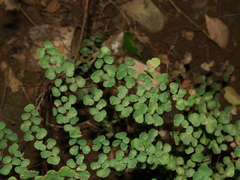Adiantum tricholepis