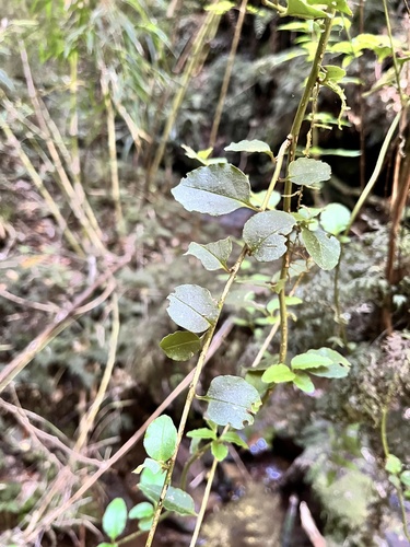 Ercilla syncarpellata (Ercilla syncarpellata)