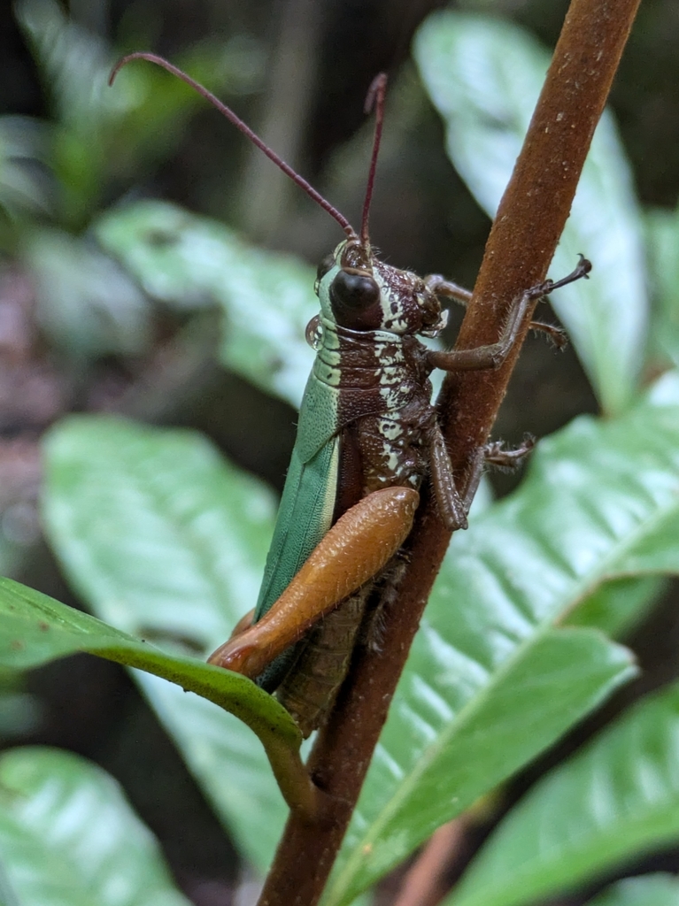 Trybliophorus elegans