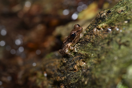 Okinawa Tip-nosed Frog, Odorrana narina