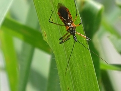 Cosmolestes pictus