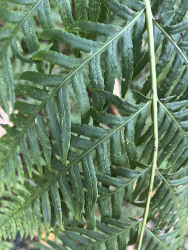 Mexican chain fern (Woodwardia spinulosa)