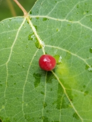 Harmandiola