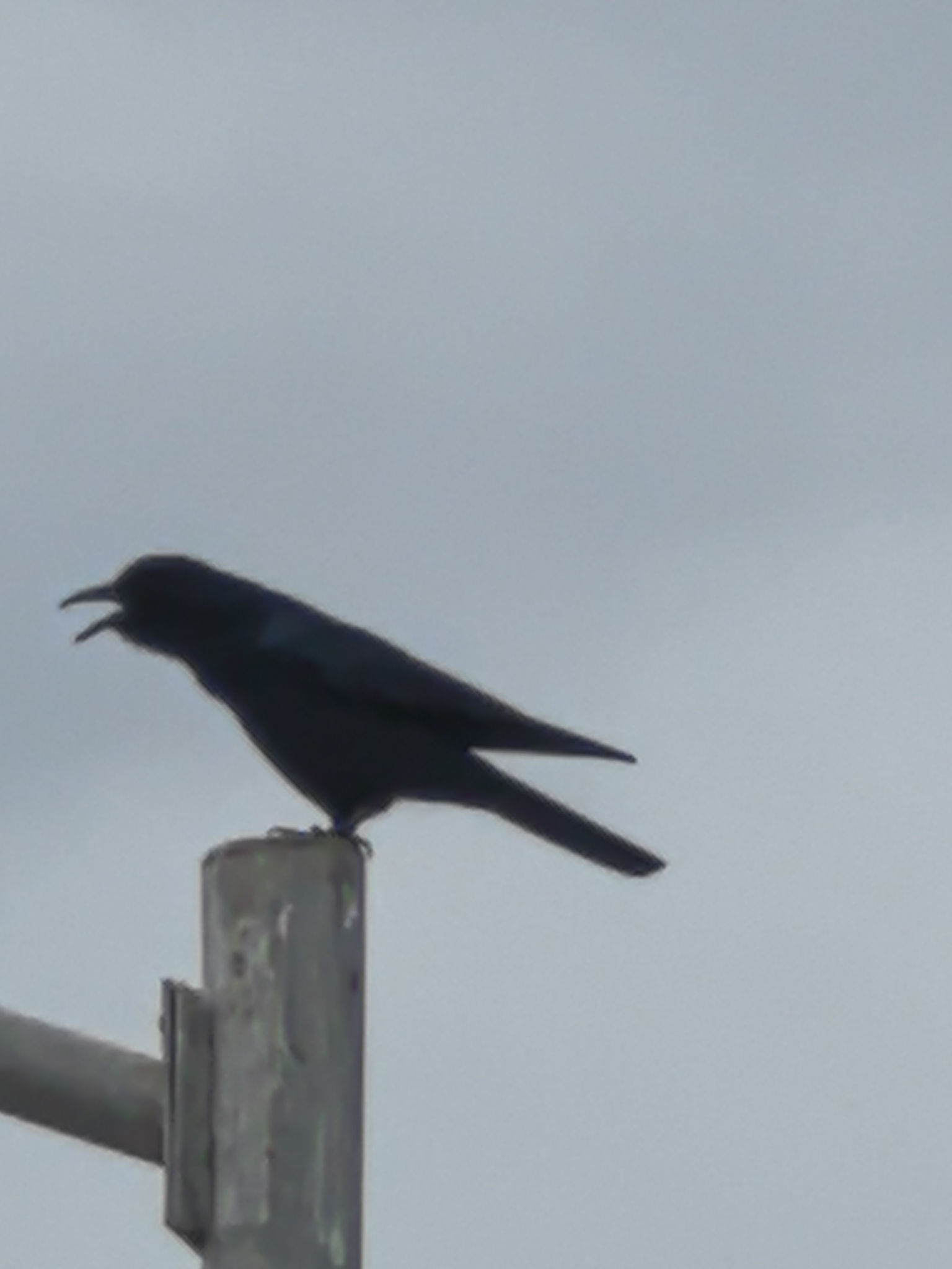 Sinaloa Crow (Corvus sinaloae), photo 4
