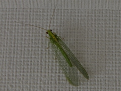 Chrysopidae