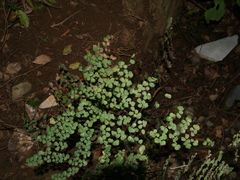 Adiantum tricholepis