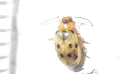 Afromaculepta