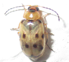 Afromaculepta