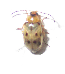 Afromaculepta