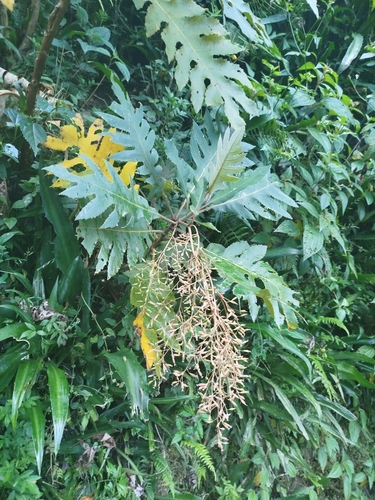 Image of Bocconia frutescens by (c) Ben Costamagna, some rights reserved (CC BY)