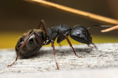 Camponotus modoc