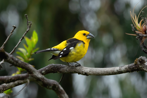 Golden Grosbeak