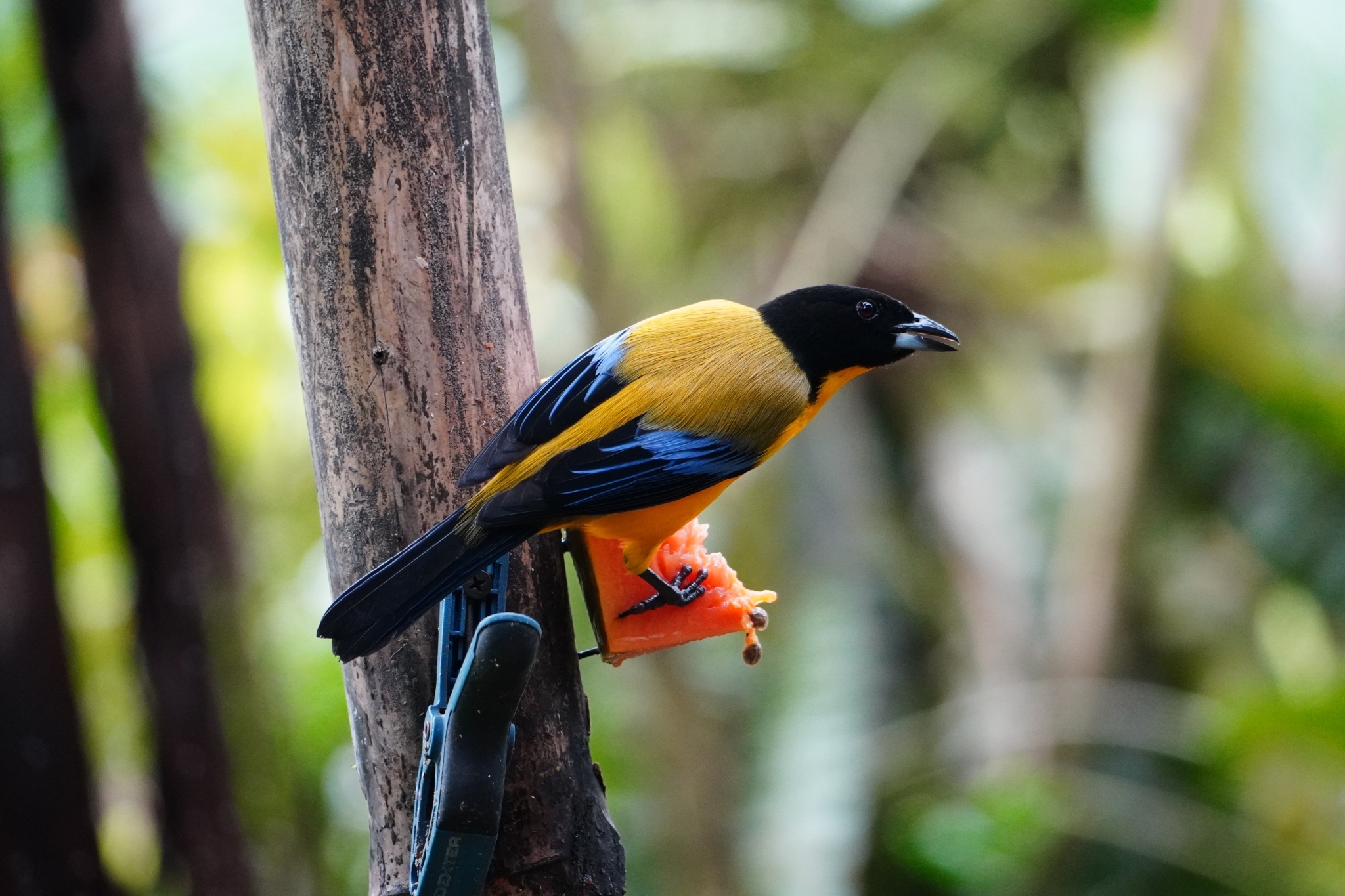 Black-chinned Mountain Tanager (Anisognathus notabilis), photo 3