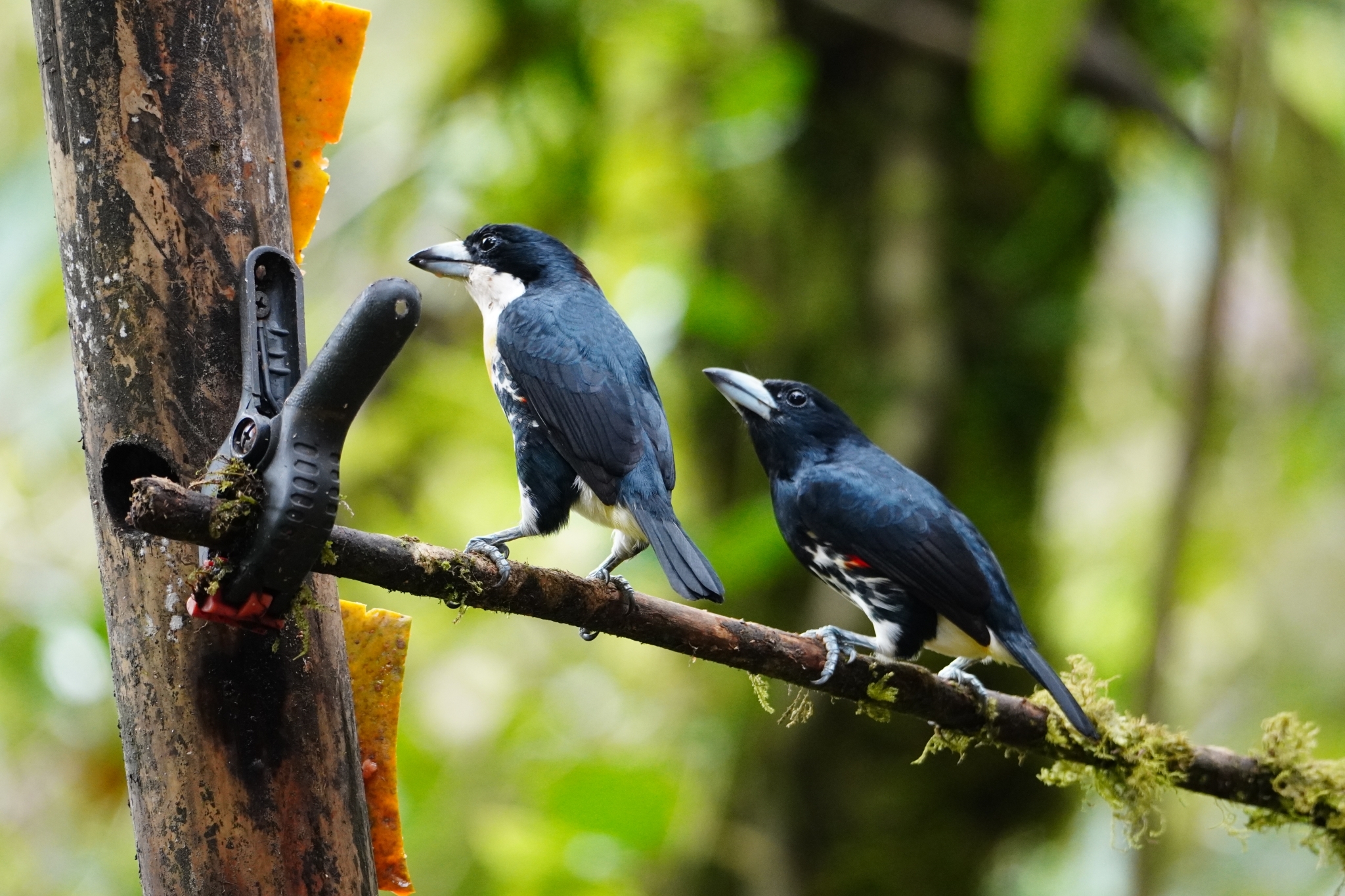 Spot-crowned Barbet (Capito maculicoronatus), photo 6