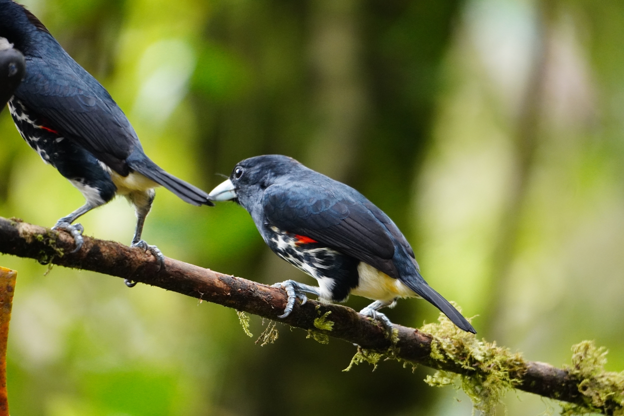 Spot-crowned Barbet (Capito maculicoronatus), photo 8
